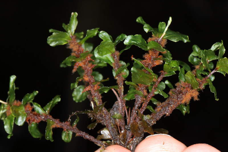Rhizomnium appalachianum